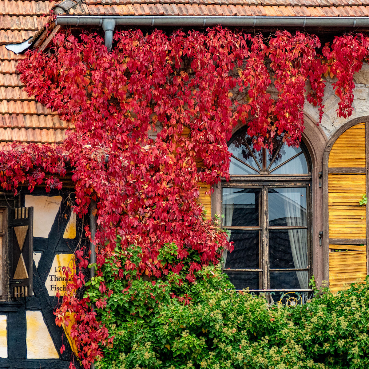 Wilde wingerd 'Engelmannii' - Parthenocissus quinquefolia 'engelmannii' - Willemse