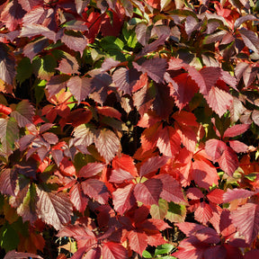 Wilde wingerd 'Engelmannii' - Winterharde planten - Willemse