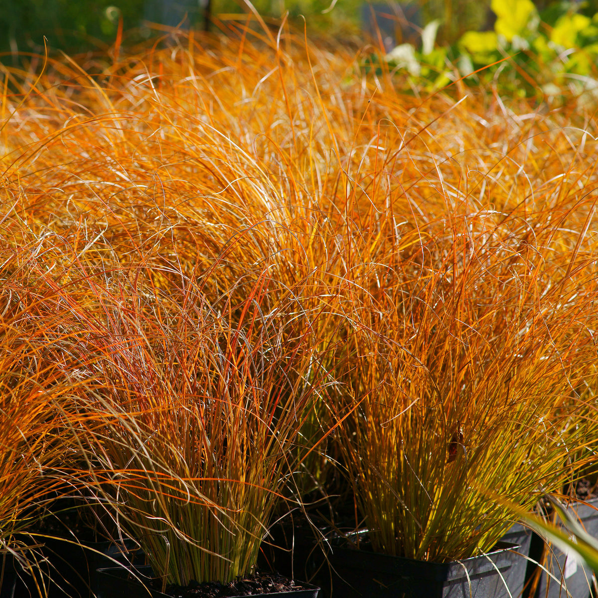 Carex testacea prairie fire - Zegge 'Prairie Fire' - Zegge - Carex