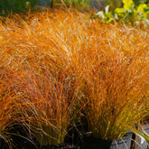 Carex testacea prairie fire - Zegge 'Prairie Fire' - Zegge - Carex