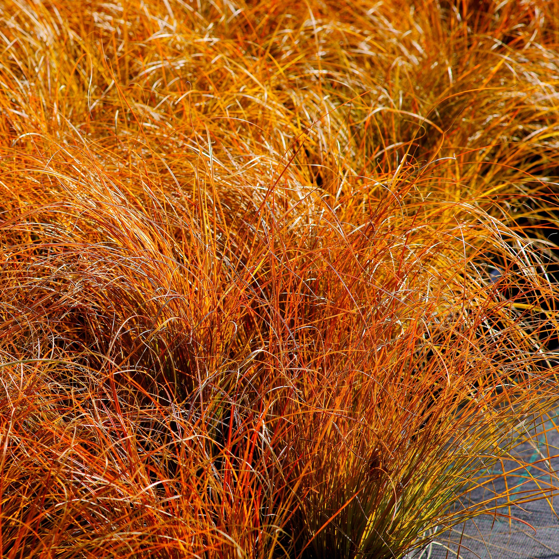 Zegge 'Prairie Fire' - Willemse