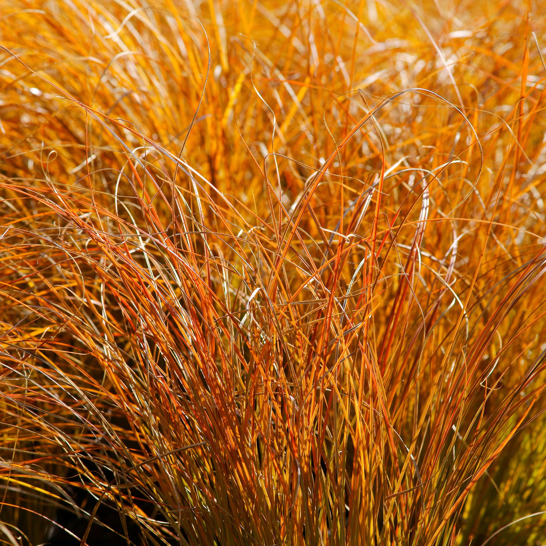 Zegge 'Prairie Fire' - Carex testacea prairie fire - Willemse