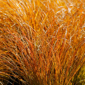 Zegge 'Prairie Fire' - Carex testacea prairie fire - Willemse