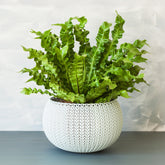 Vogelnestvaren 'Crispy Wave' - Asplenium nidus crispy wave - Willemse