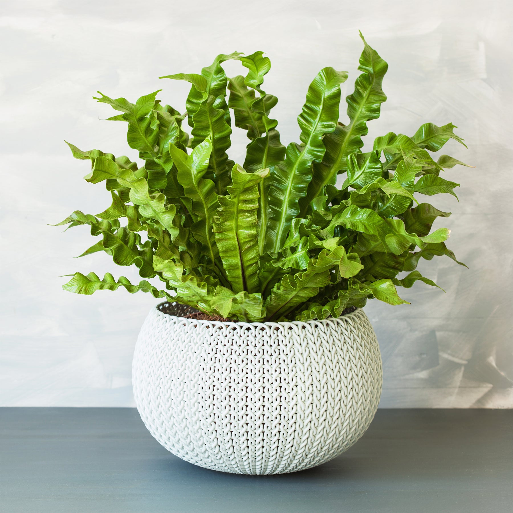 Vogelnestvaren 'Crispy Wave' - Asplenium nidus crispy wave - Willemse