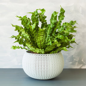 Vogelnestvaren 'Crispy Wave' - Asplenium nidus crispy wave - Willemse