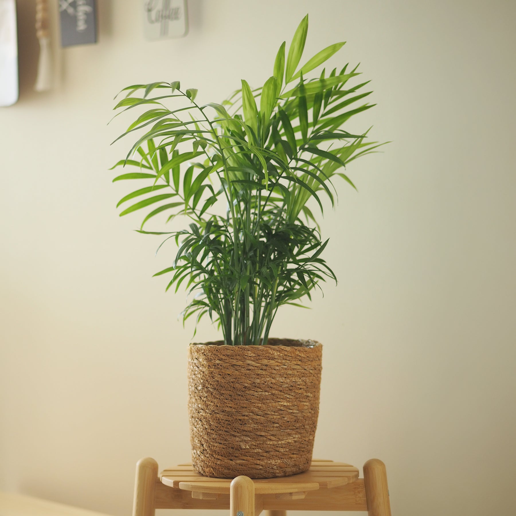 Mexicaanse dwergpalm - Willemse