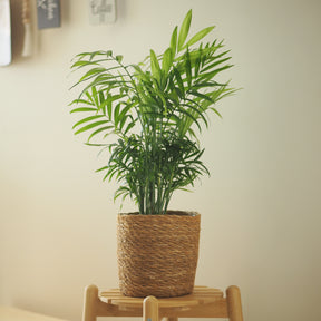 Mexicaanse dwergpalm - Willemse