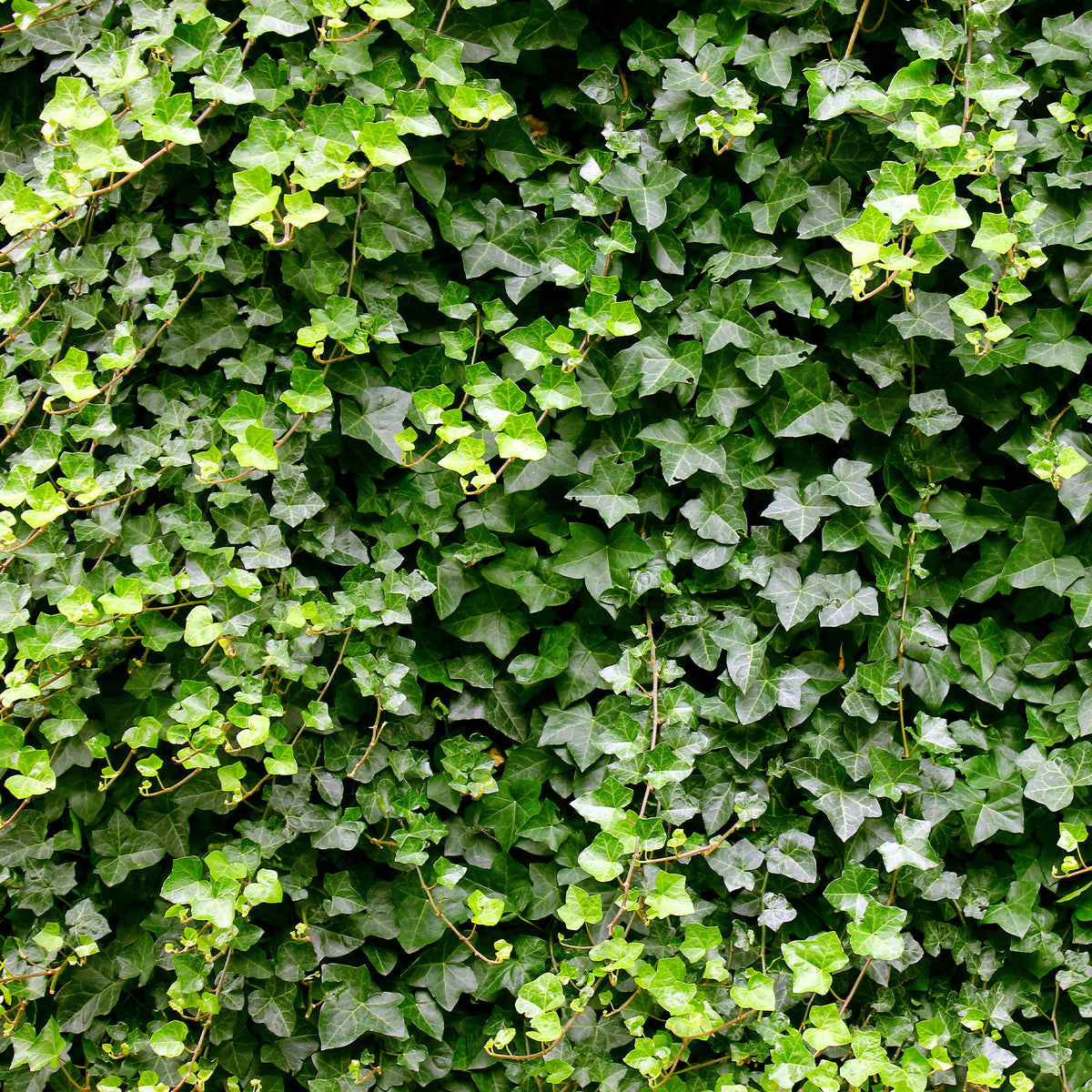 Klimop Hedera helix - Willemse