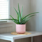 Aloë vera - Aloe vera - Willemse