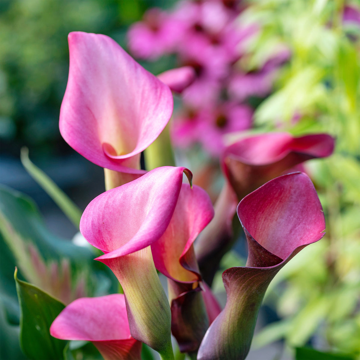 Zantedeschia rehmannii - Aronskelk roze (x2) - Aronskelk