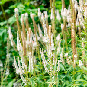 Panicum virgatum,Sesleria autumnalis, Allium sphaerocephalon,Veronicastrum virginicum, Sanguisorba officinalis       - 5 vaste planten voor bloemenweide - Vaste planten