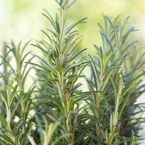 Verkoop Rozemarijn - Rosmarinus officinalis