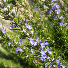 Rosmarinus officinalis - Rozemarijn - Rozemarijn