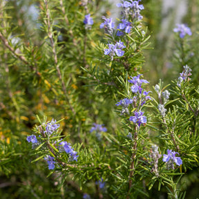 Rozemarijn - Rosmarinus officinalis - Willemse