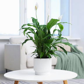 Lepelplant Spathiphyllum 'Pearl Cupido' Wit - Willemse