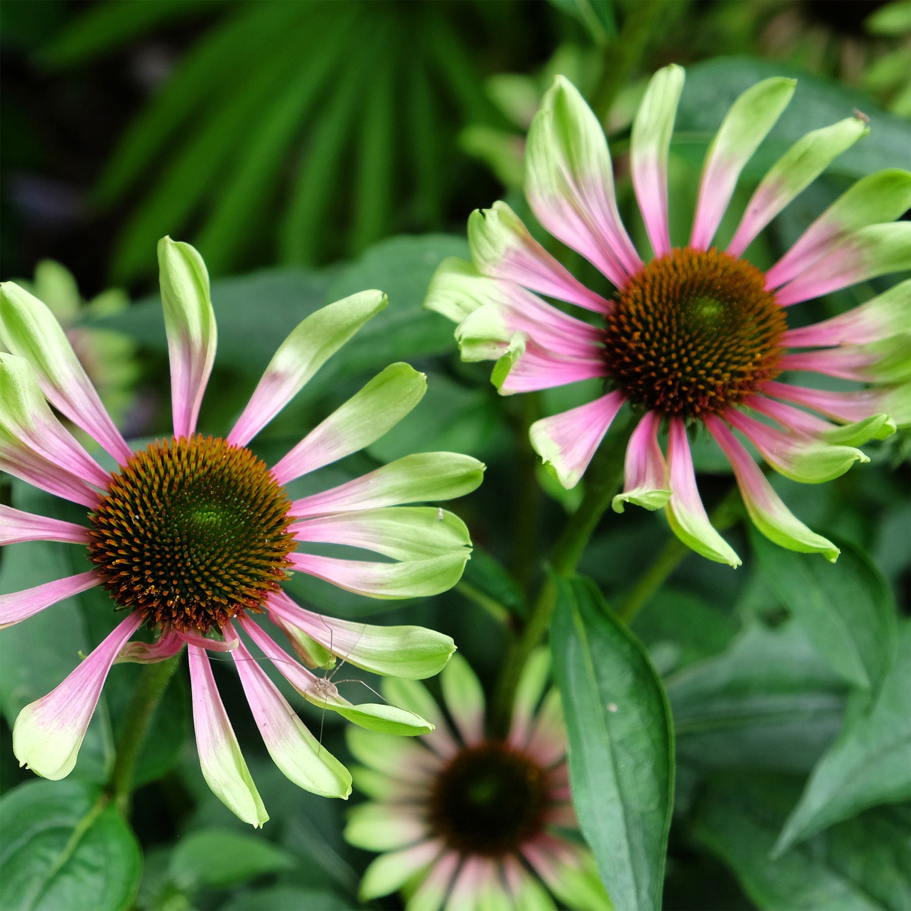 Zonnehoed 'Green Twister' - Echinacea purpurea Green Twister - Willemse