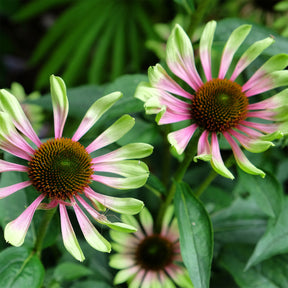 Zonnehoed 'Green Twister' - Echinacea purpurea Green Twister - Willemse