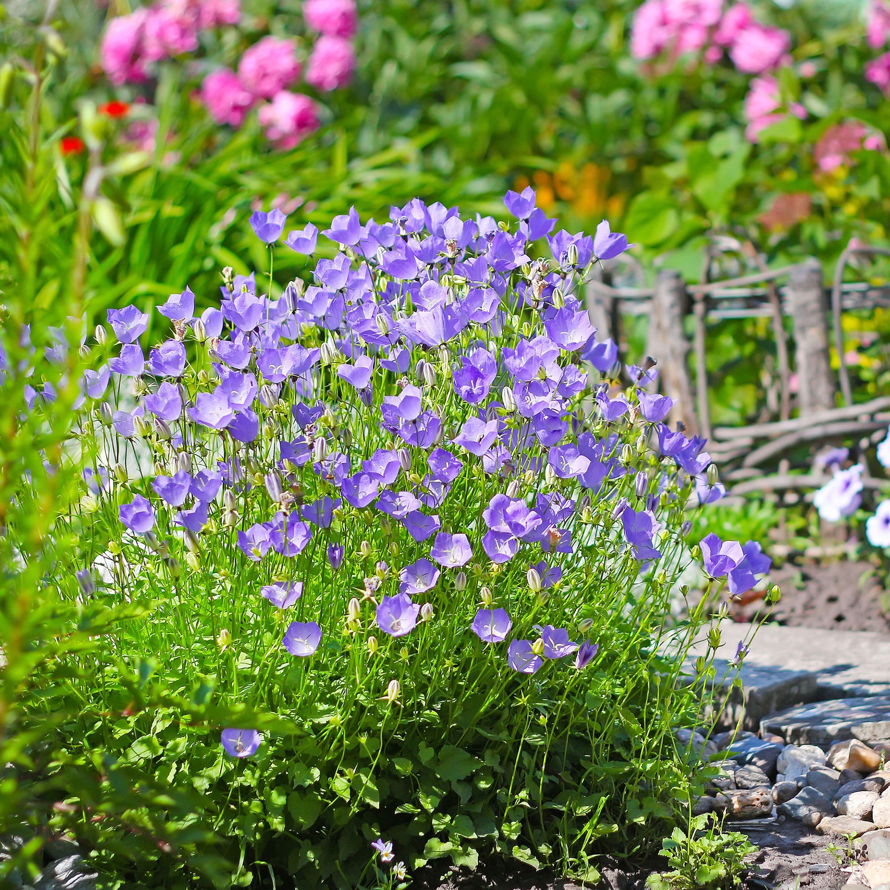 Klokjesbloem - Karpatenklokje - Campanula carpatica