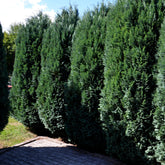 Coniferen - Schijncipres - Chamaecyparis lawsoniana Columnaris