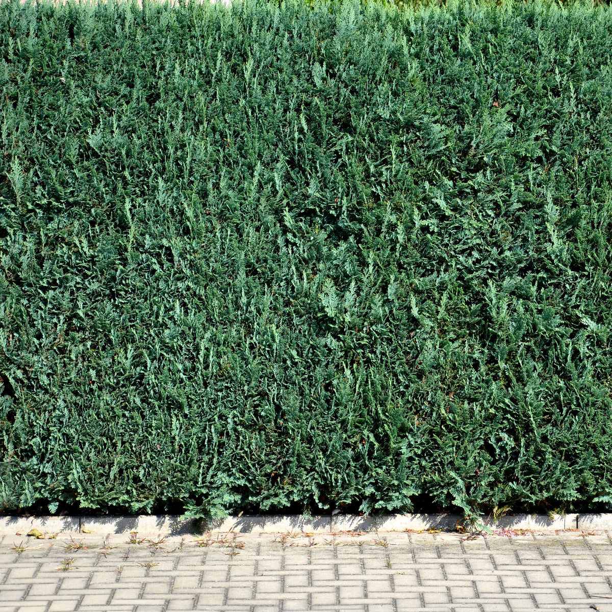 Chamaecyparis lawsoniana Columnaris - Schijncipres - Coniferen