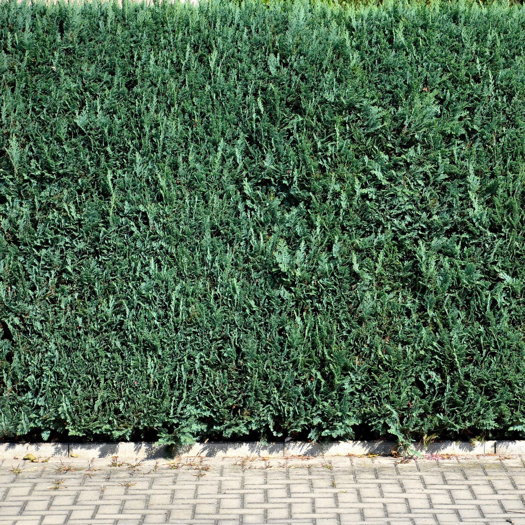 Chamaecyparis lawsoniana Columnaris - Schijncipres - Coniferen