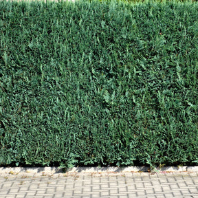 Chamaecyparis lawsoniana Columnaris - Schijncipres - Coniferen