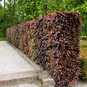 Fagus sylvatica purpurea - Rode beuk - Beuk en Haagbeuk