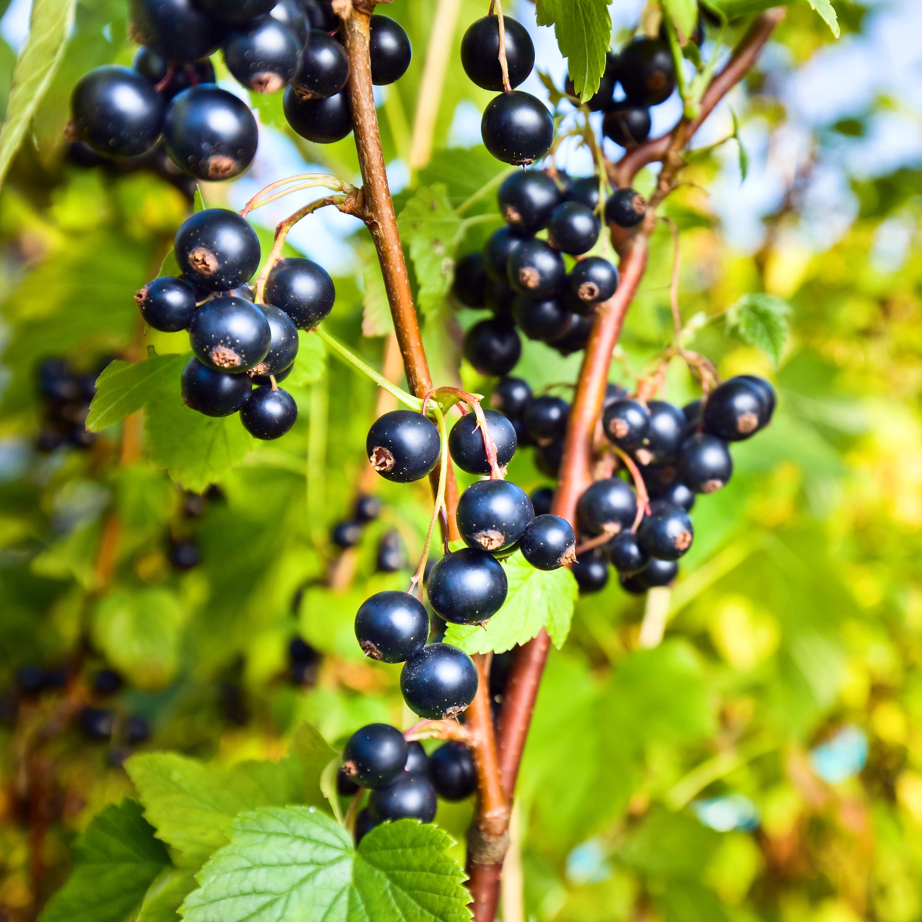 Aalbes 'Ben Nevis' - Ribes nigrum Ben Nevis - Willemse