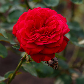 Grootbloemige roos 'Dame de Coeur' - Rosa dame de cœur, rosa queen of hearts, rosa herz-dame - Willemse