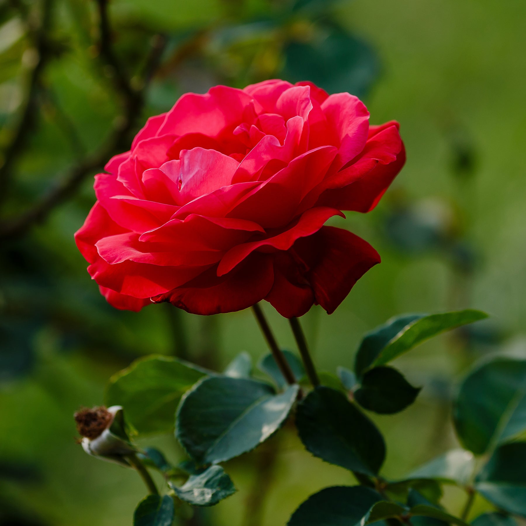 Grootbloemige roos 'Dame de Coeur' - Willemse