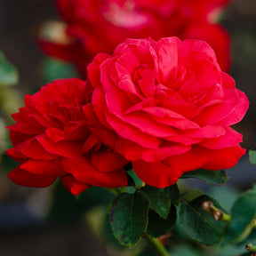 Verkoop Grootbloemige roos 'Dame de Coeur' - Rosa dame de cœur, rosa queen of hearts, rosa herz-dame