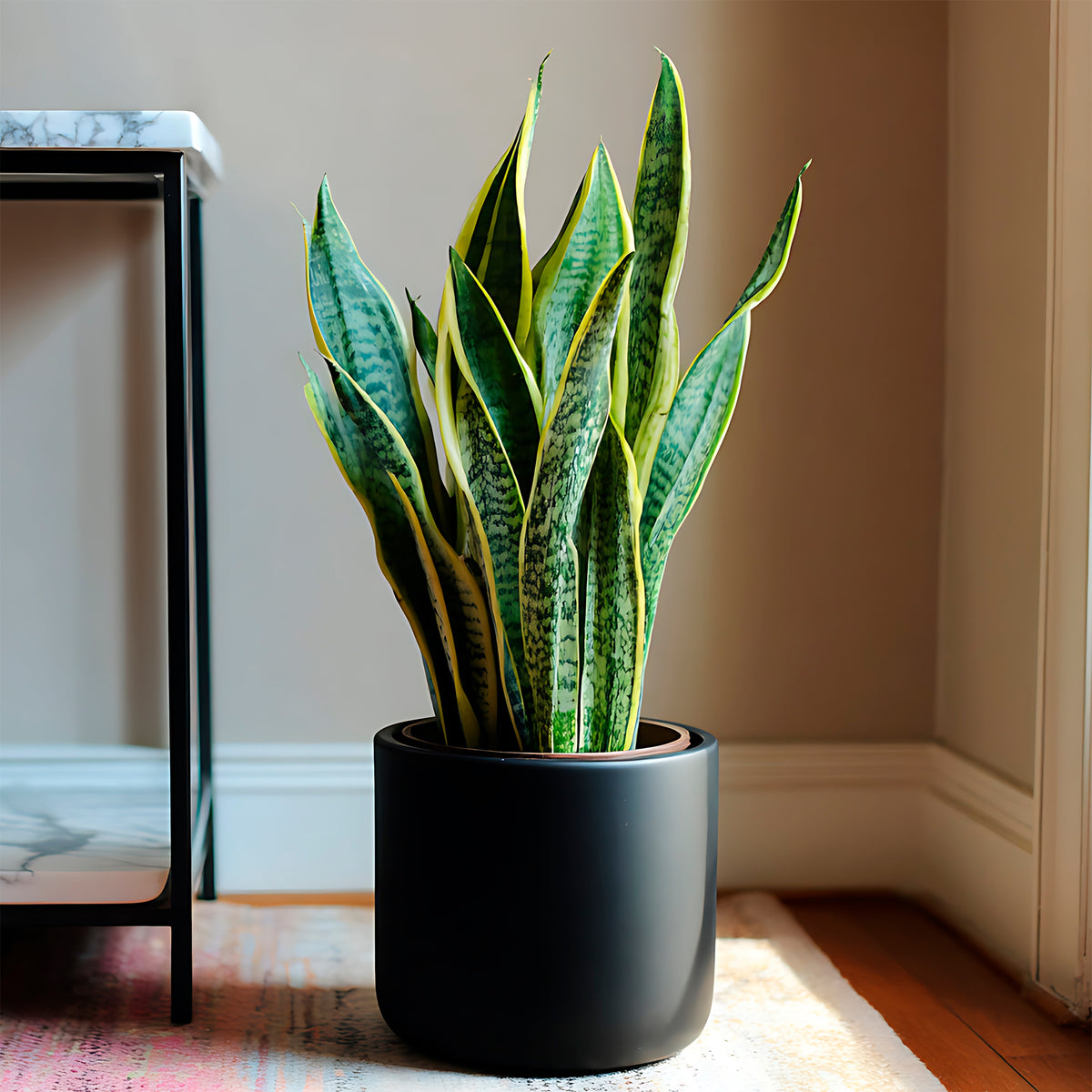 Verkoop Vrouwentong 'Futura Superba' - Sansevieria futura Superba