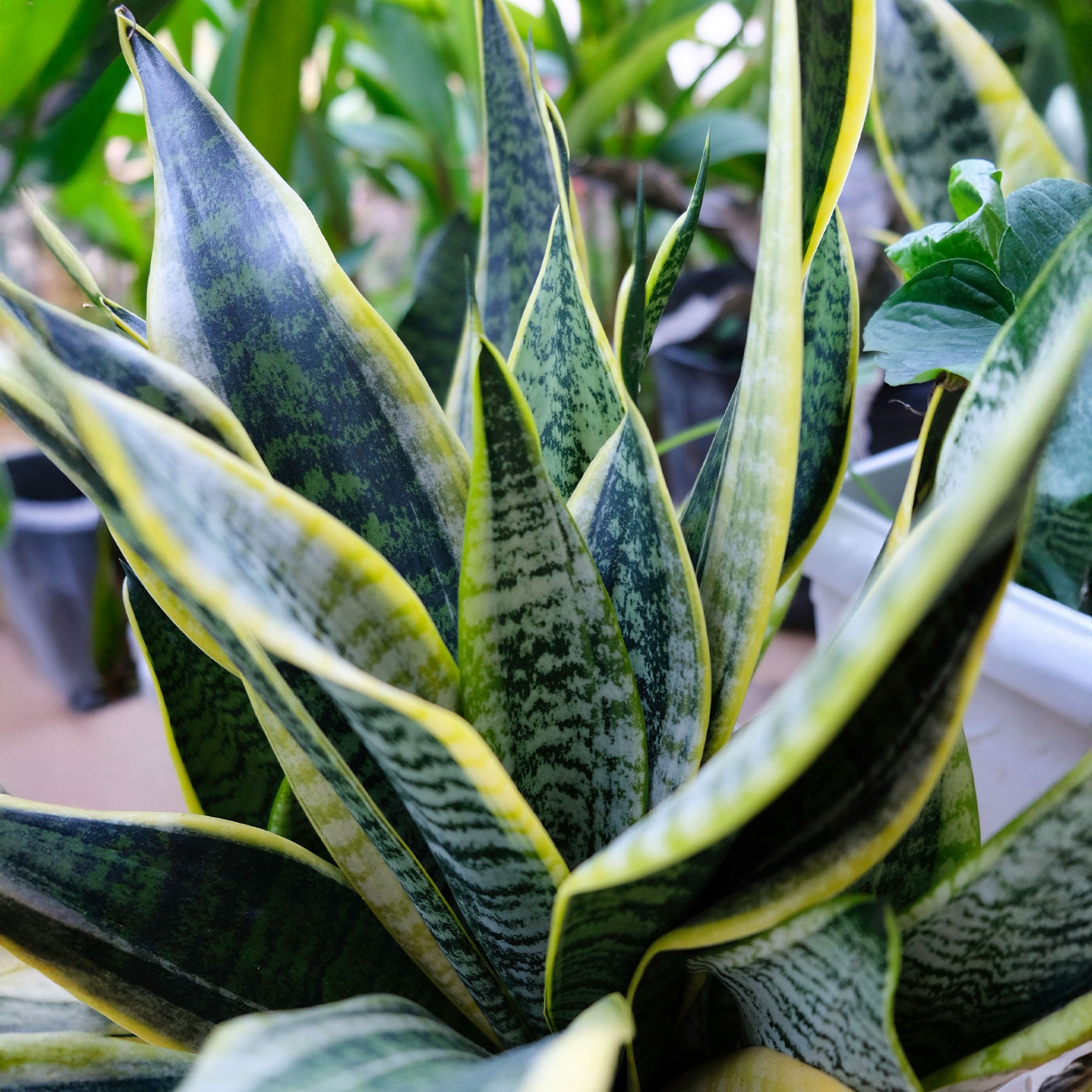 Vrouwentong 'Futura Superba' - Sansevieria futura Superba - Willemse