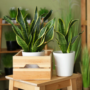 Sansevieria futura Superba - Vrouwentong 'Futura Superba' - Sansevieria