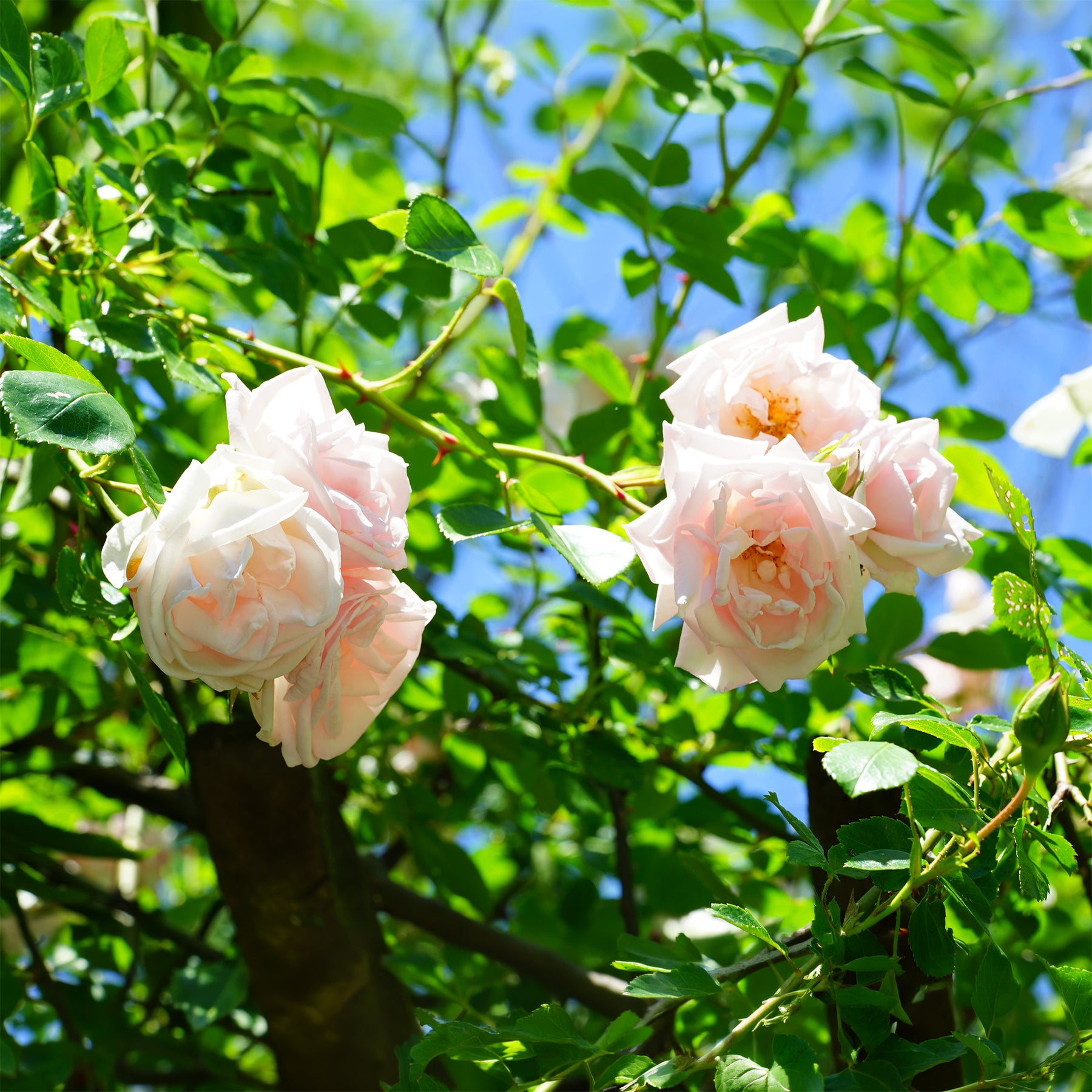 Klimroos 'New Dawn' - Rosa new dawn - Willemse