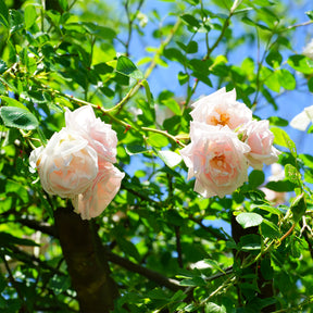 Klimroos 'New Dawn' - Rosa new dawn - Willemse