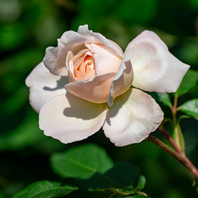 Rosa new dawn - Klimroos 'New Dawn' - Klimrozen