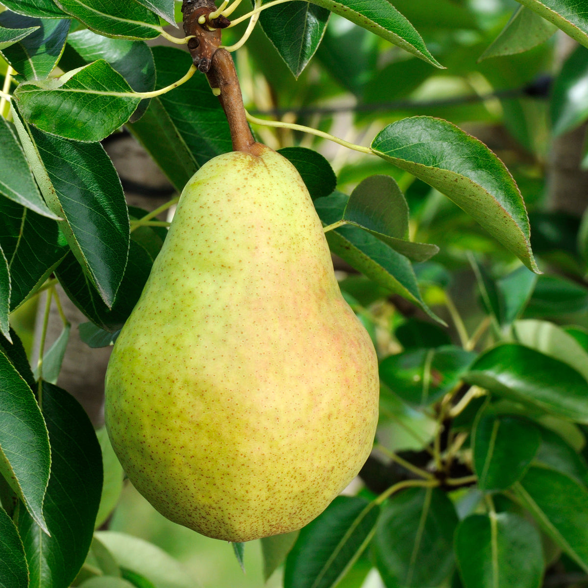 Perenboom 'Williams' - Pyrus communis William's ('bon chrétien') - Willemse
