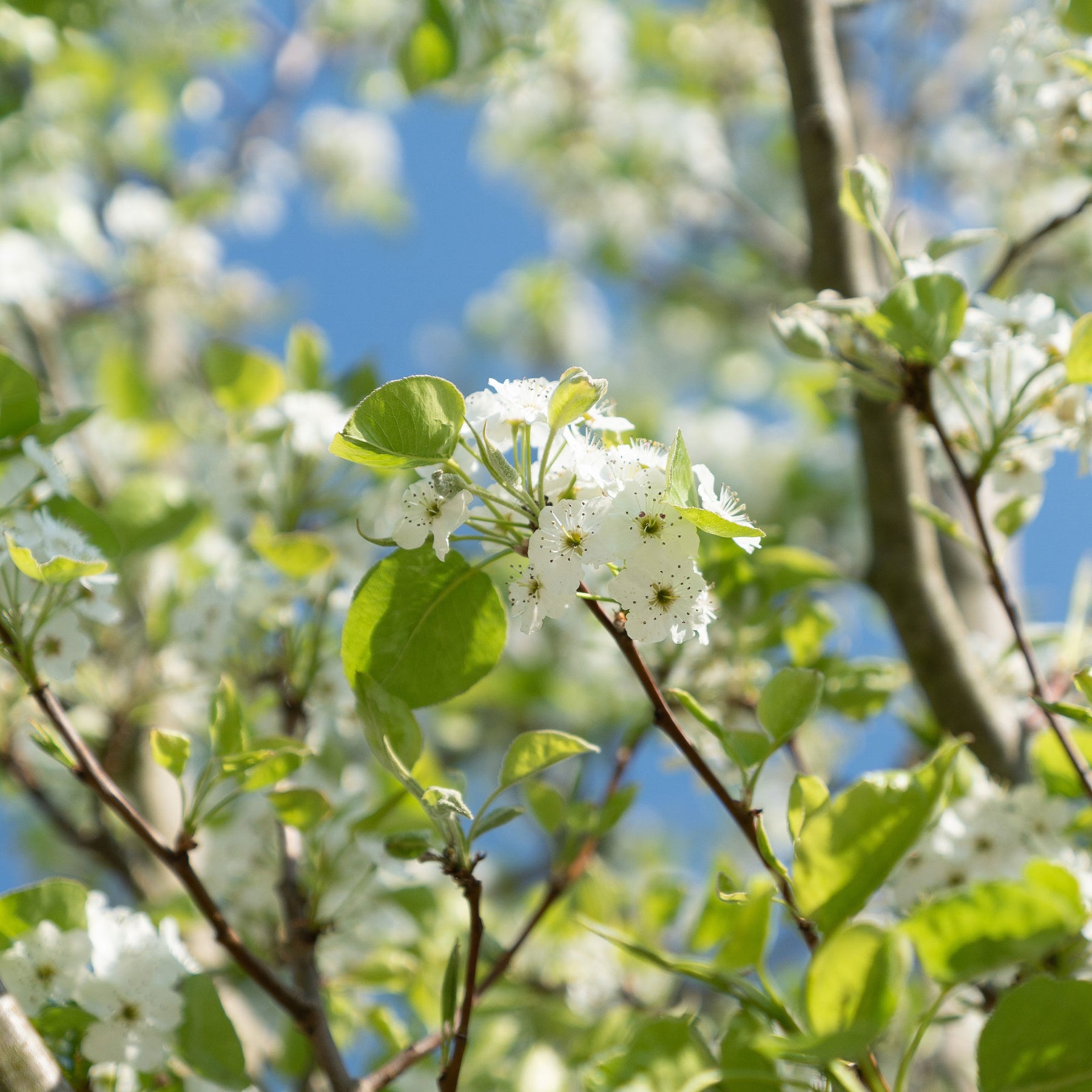 Pyrus communis William's ('bon chrétien') - Perenboom 'Williams' - Perenbomen