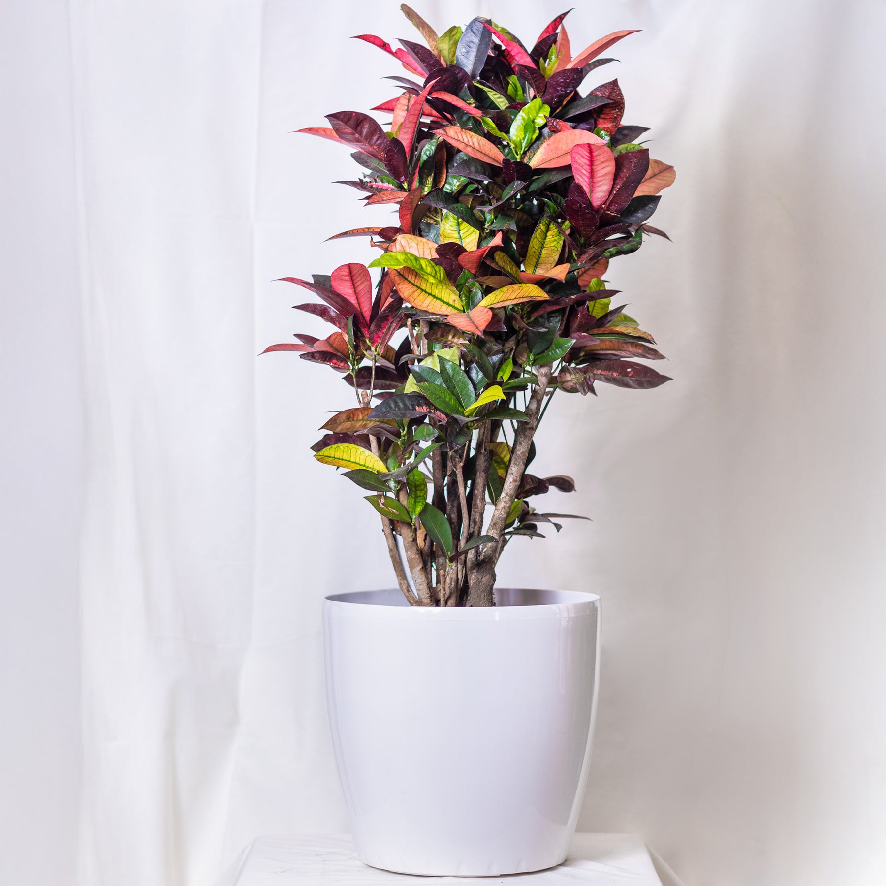 Groene kamerplanten voor interieur - Croton 'Mrs. Iceton' - Codiaeum variegatum mrs. iceton