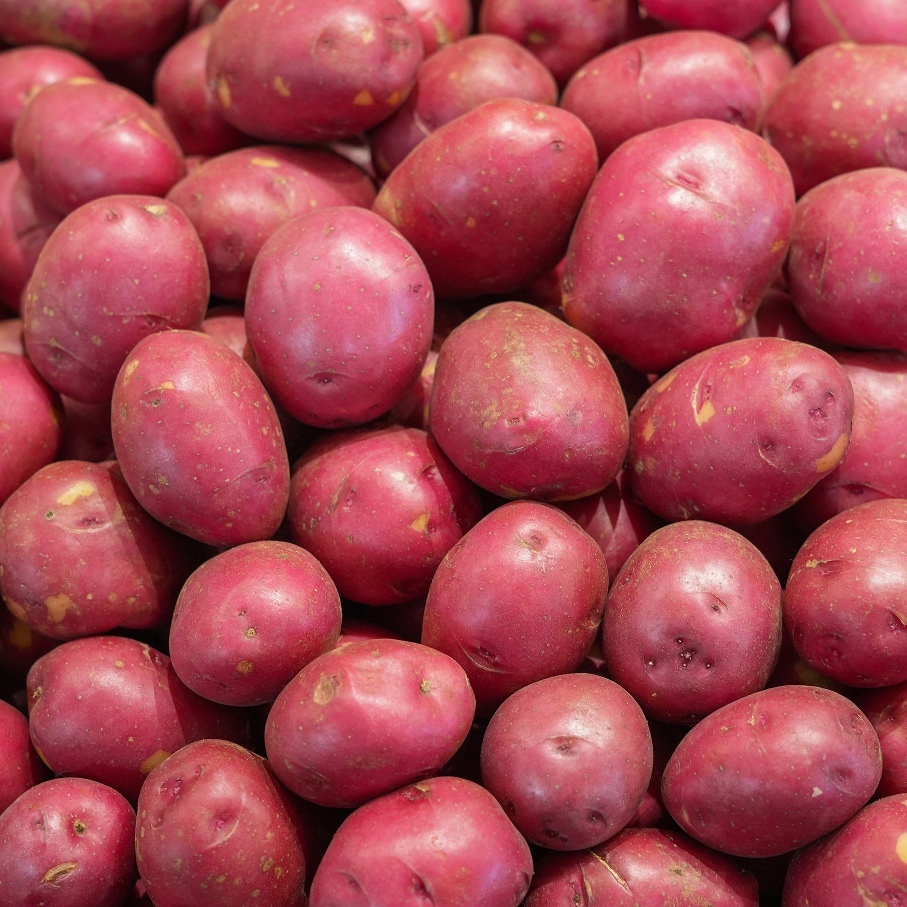 Solanum tuberosum Rouge des Flandres - Aardappel 'Rouge des Flandres' (x10) - Aardappelplanten