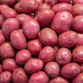 Solanum tuberosum Rouge des Flandres - Aardappel 'Rouge des Flandres' (x10) - Aardappelplanten