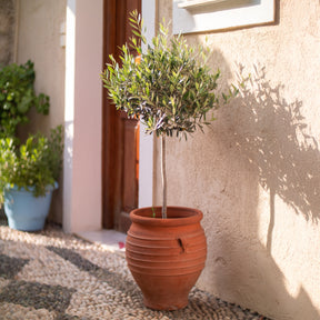 Olijfboom op stam - Willemse