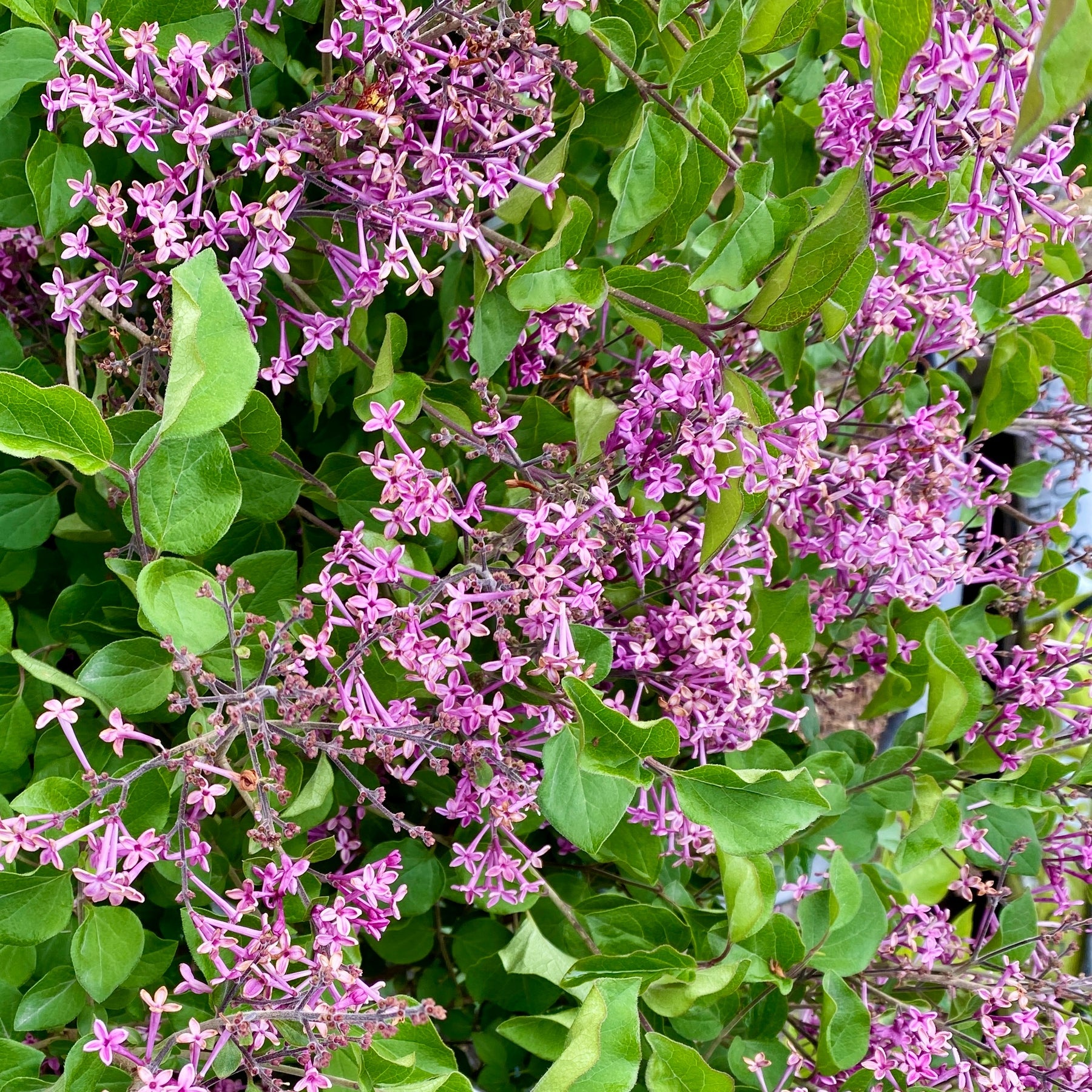 Dwergsering 'Dark Purple' - Syringa pubescens microphylla Bloomerang Dark Purple - Willemse