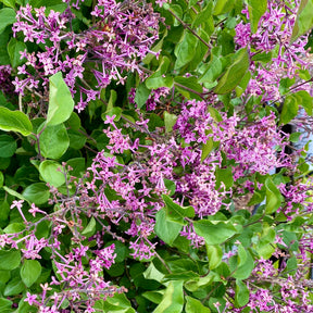 Dwergsering 'Dark Purple' - Syringa pubescens microphylla Bloomerang Dark Purple - Willemse