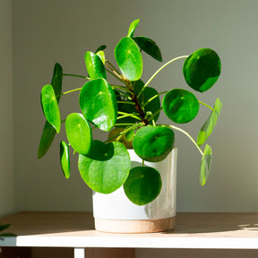 Pannenkoekplant Pilea peperomioides - Willemse