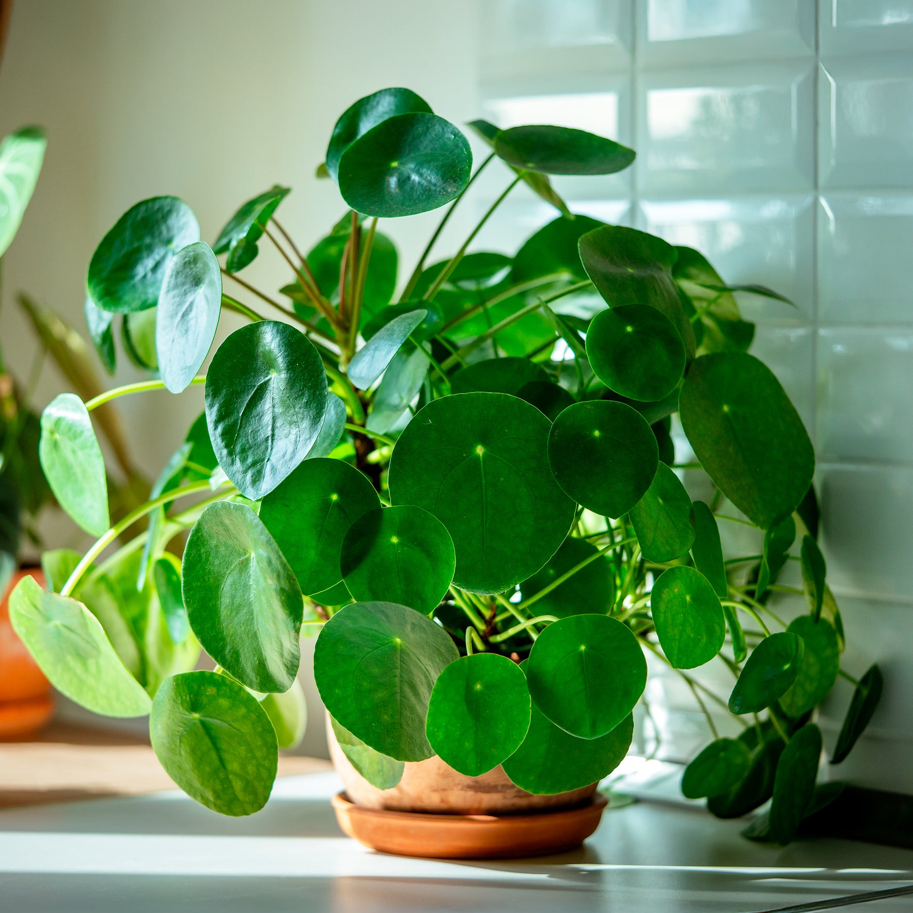 Groene kamerplanten voor interieur - Pannenkoekplant Pilea peperomioides - Pilea peperomioides