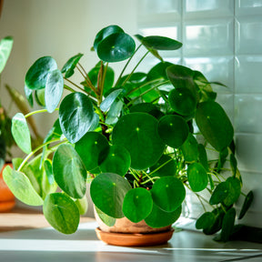 Groene kamerplanten voor interieur - Pannenkoekplant Pilea peperomioides - Pilea peperomioides