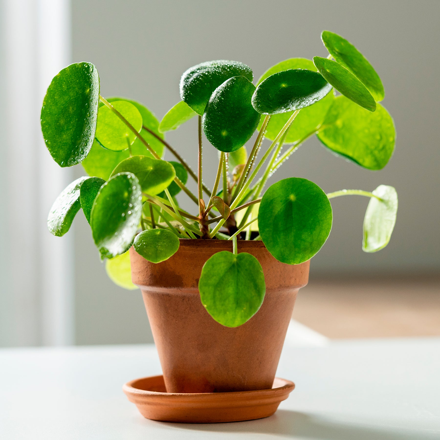 Verkoop Pannenkoekplant Pilea peperomioides - Pilea peperomioides
